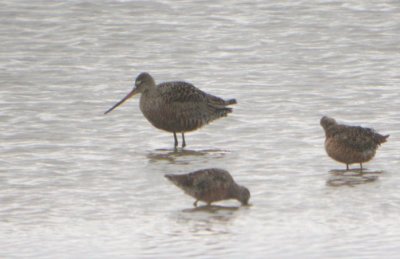 Hudsonian Godwit