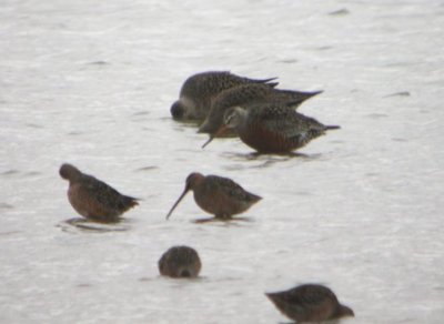 Hudsonian Godwits