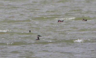 Red-necked Grebe - AR