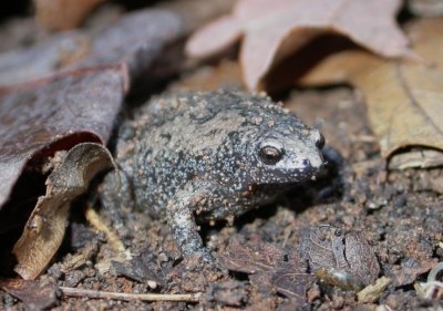 Eastern narrowmouth toad