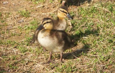 Mallard ducklings