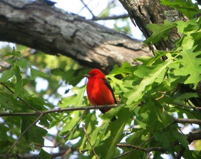 Scarlet Tanager