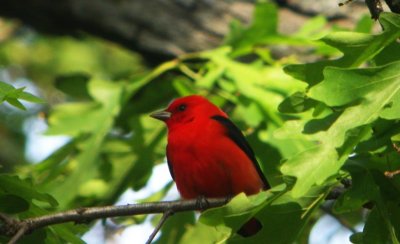 Scarlet Tanager