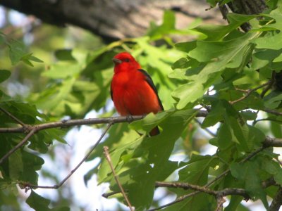 Scarlet Tanager