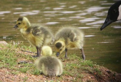 Canada Goose goslings