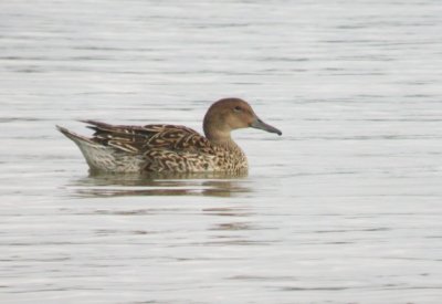 Northern Pintail