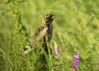 Bobolink