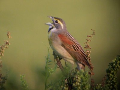 Dickcissel