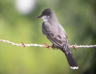 Eastern Kingbird