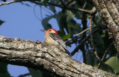 Red-bellied Woodpecker