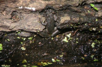 Northern cricket frog