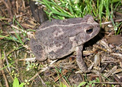 Fowler's Toad