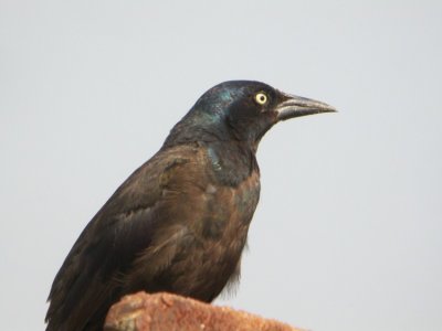 Common Grackle