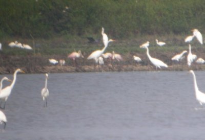 Roseate Spoonbills