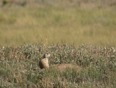 White-tailed Prairie Dog