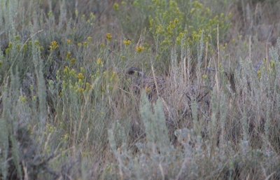 Greater Sage-Grouse - hiding