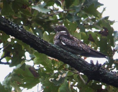 Nightjars