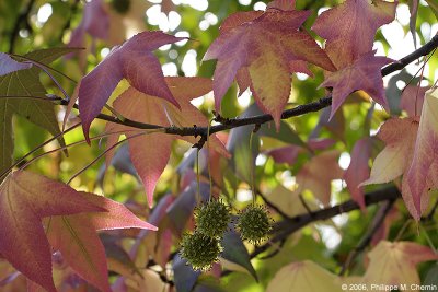 Autumn colors - Couleurs dautomne