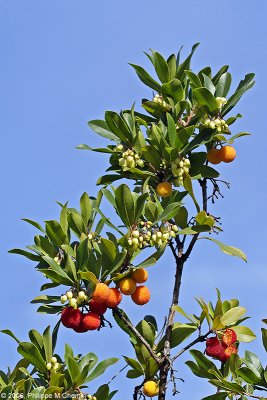 Arbousier - Arbres  fraises - Strawberry tree