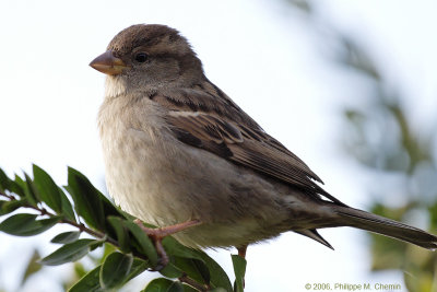 Immature Eurasian Tree Sparrow - Moineau friquet juvénile