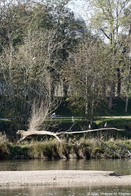 Hrons le long de la Loire - Grey herons along the Loire