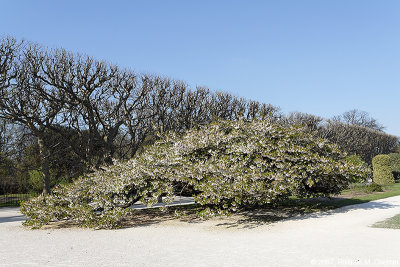 Prunus serrulata 'shirotae'