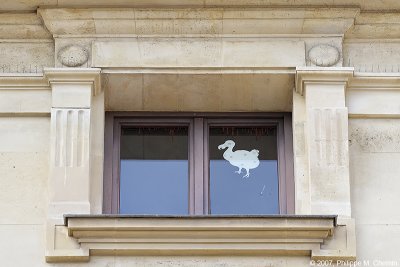 The dodo's window