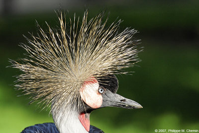 Grey crowned crane - Grue couronnée