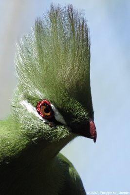 Guinea Turaco - Touraco vert