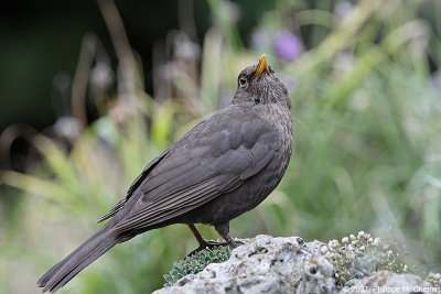 Female Blackbird - Merlette