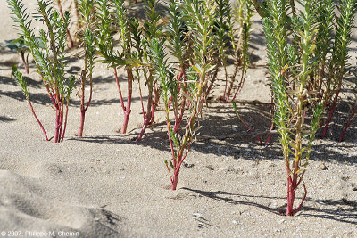 Le Port - La forêt miniature dans les dunes