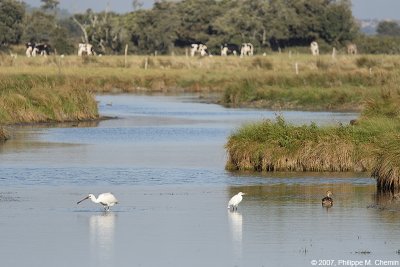 La spatule, l'aigrette et le canard