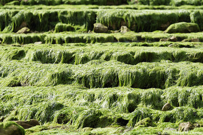 Les cascades de Morpoigne