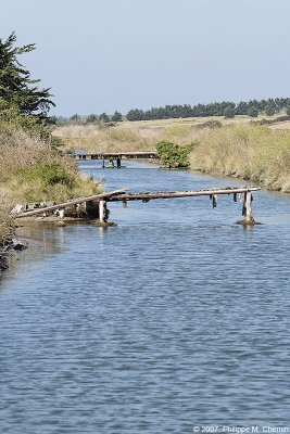 Passerelles dans le marais - Footbridges in the marsh