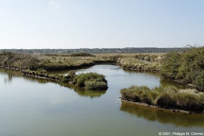 Marais - Marsh