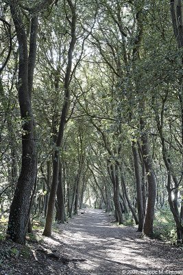 Allée de chênes verts - Holm oak's path