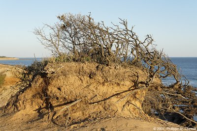 2007 - Erosion