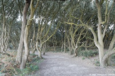 Allée de chênes verts