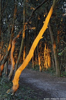 Allée de chênes verts - Holm oak's path