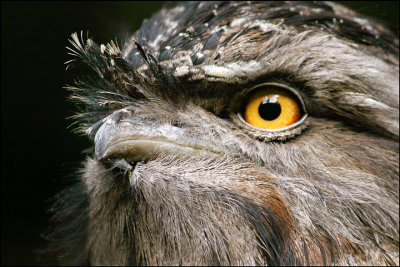 Tawny Frogmouth Portrait