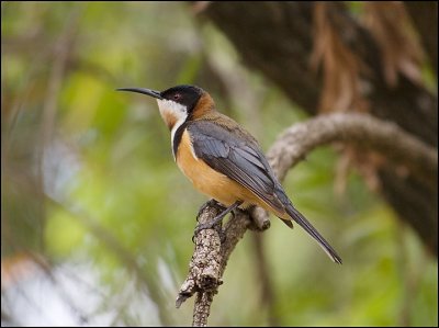 Eastern Spinebill