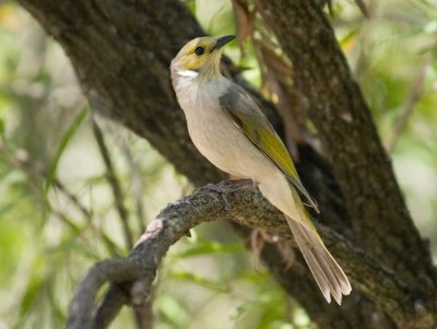 White Plumed Honeyeater