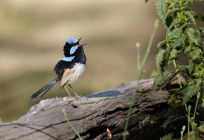 Superb Fairy Wren