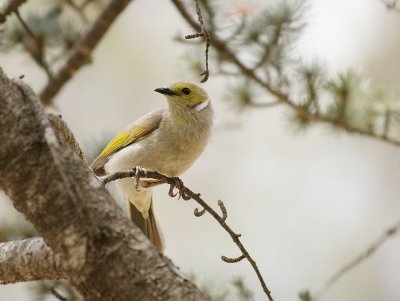 White Plumed Honeyeater