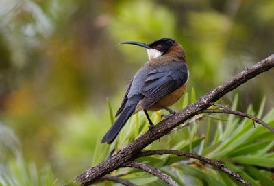 Eastern Spinebill