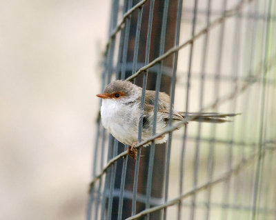 Fairy Wren (female)