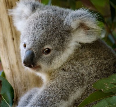 Young Koala