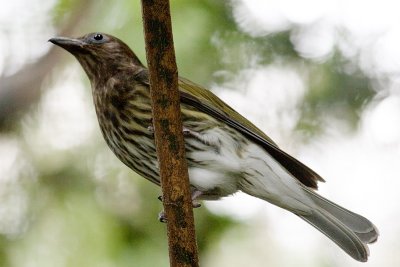 Figbird (female)