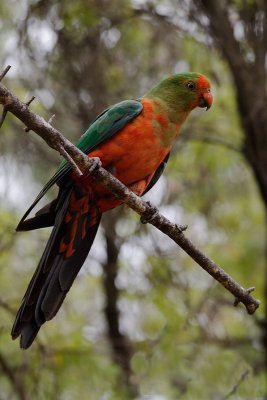 Young male King Parrot