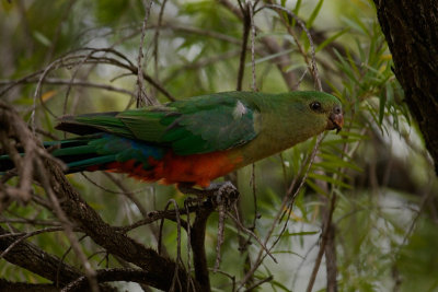 Female King Parrot